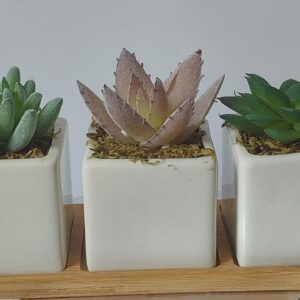 eaglewiz-3-white-ceramic-potted-succulent-artificial-fake-plants-in-pots-with-wooden-bamboo-tray