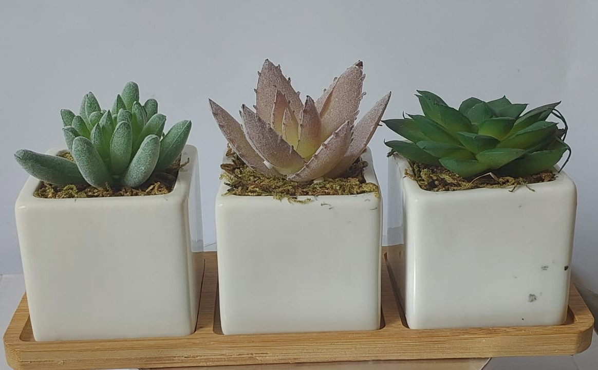 EagleWiz 3 White ceramic potted Succulent Artificial fake Plants in Pots With Wooden Bamboo Tray